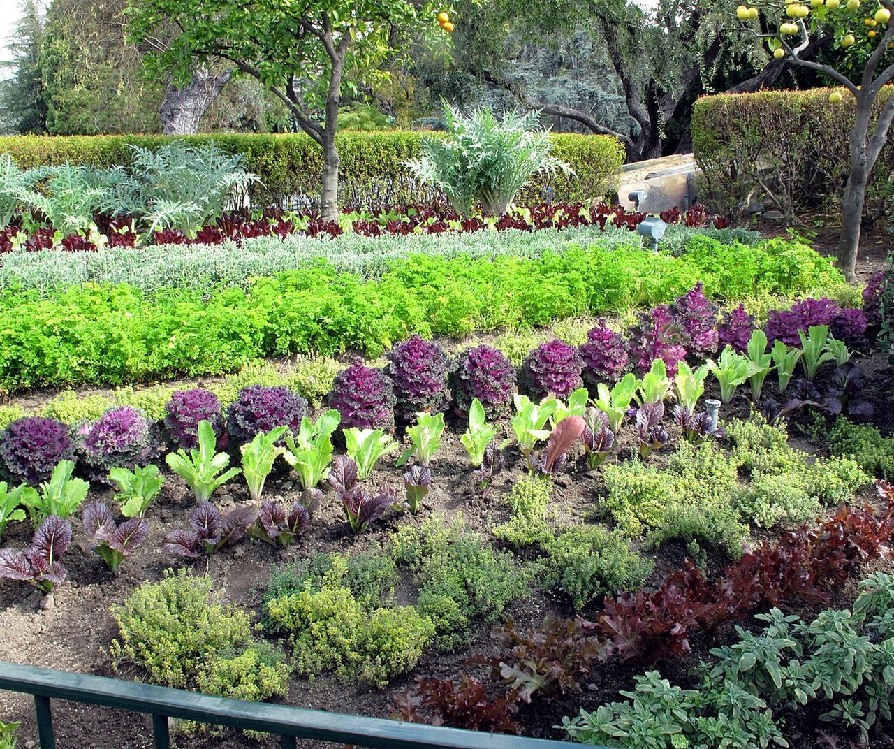 Exotic vegetables in a kitchen garden